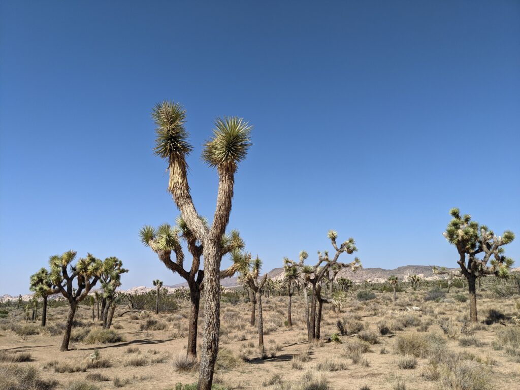 A picture of Joshua trees taken in Joshua Tree National Park